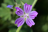 Malva multiflora